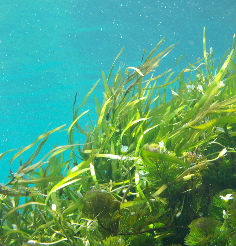 海の海藻