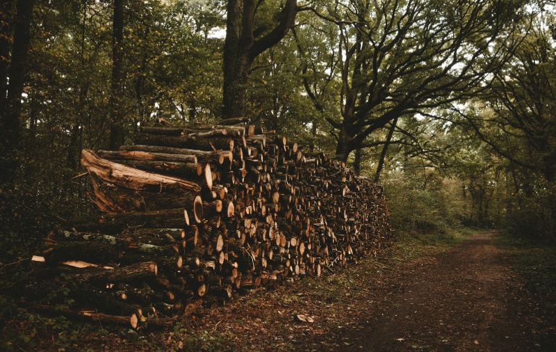 伐採林