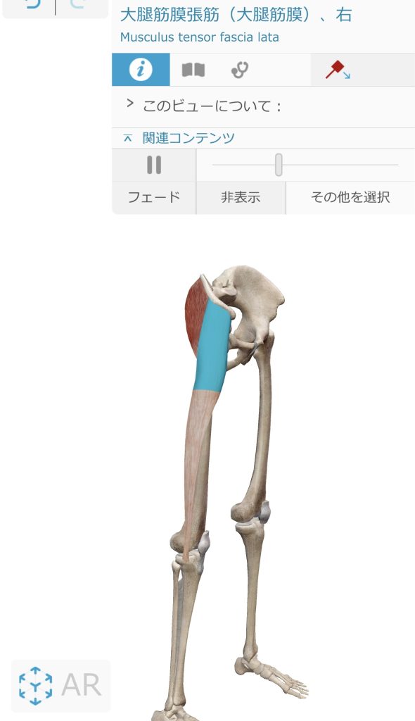 大腿筋膜張筋